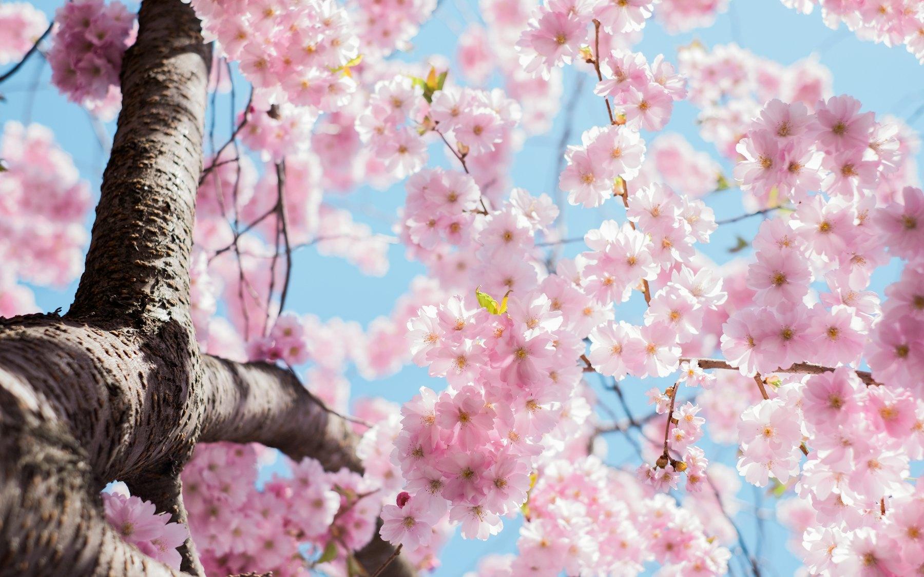 Rozkvetlá sakura
